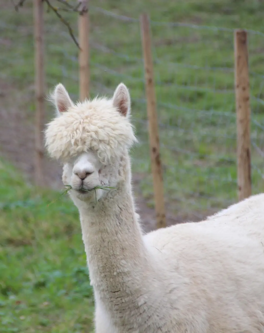 Inca Alpaca