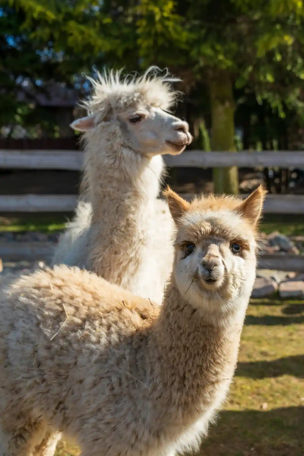 Inca Alpaca