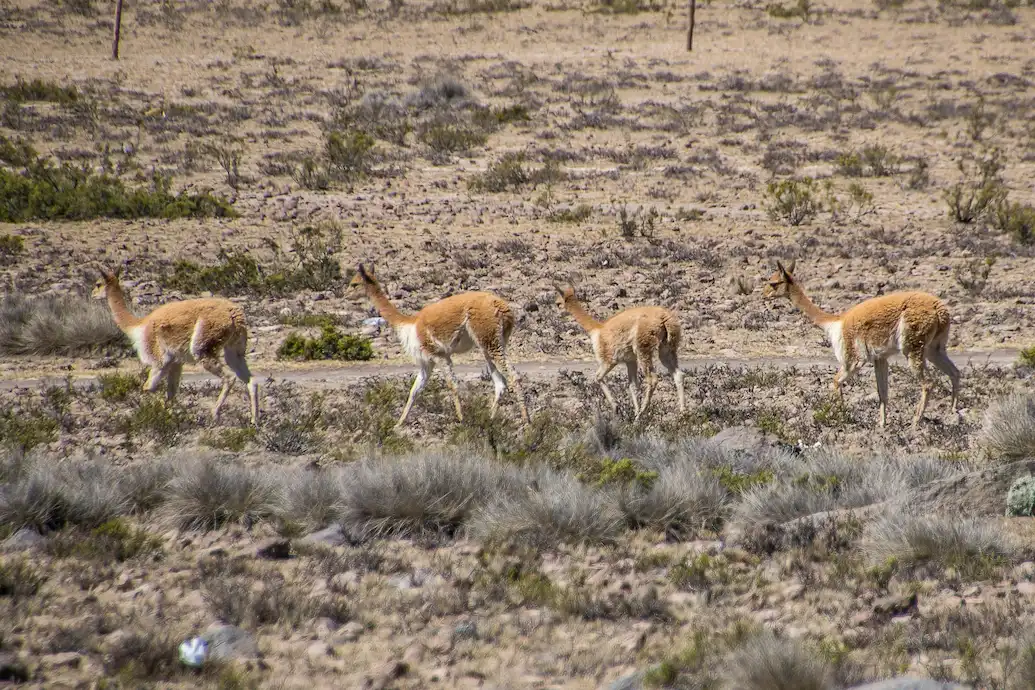 Ruta Colca - full day