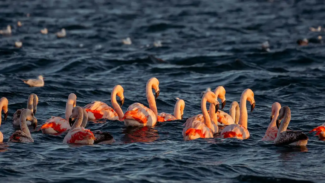 Ruta Colca - full day